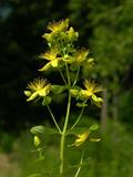 Hypericum maculatum 